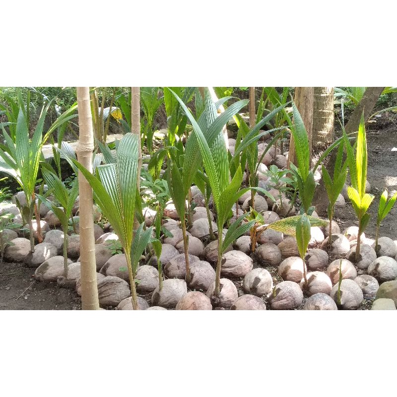 Cikal/ Bibit/ Benih Kelapa Kopyor Genjah Asli Pati