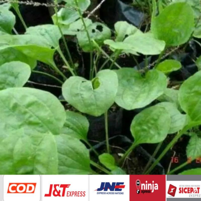 

daun ki urat 250 grm