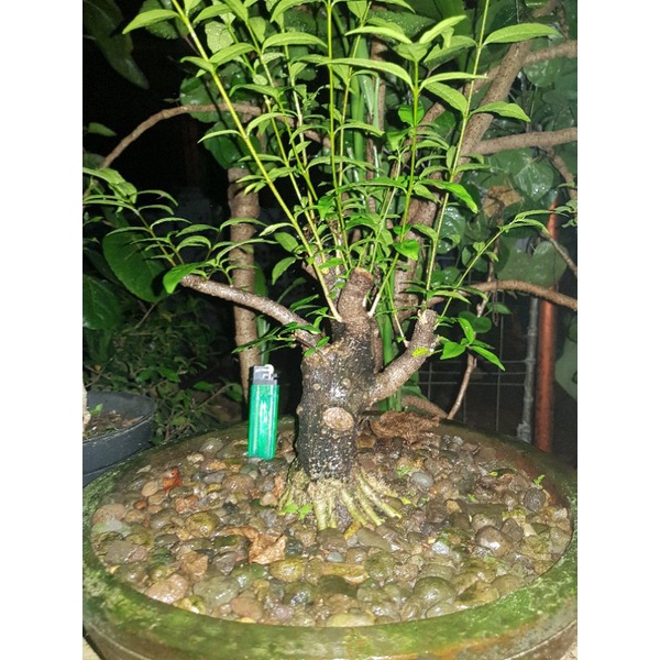 Bahan bonsai anting putri