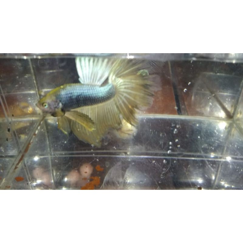 IKAN CUPANG HALFMOON SUPER GOLD