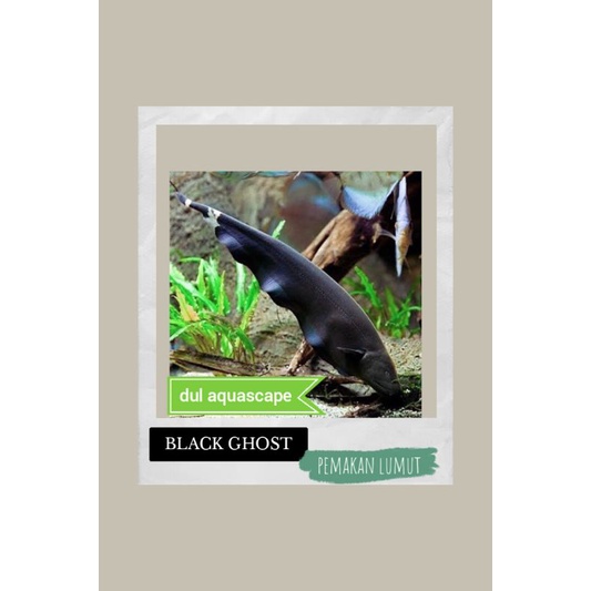 Hiasan aquarium / ikan hias black ghost aquascape