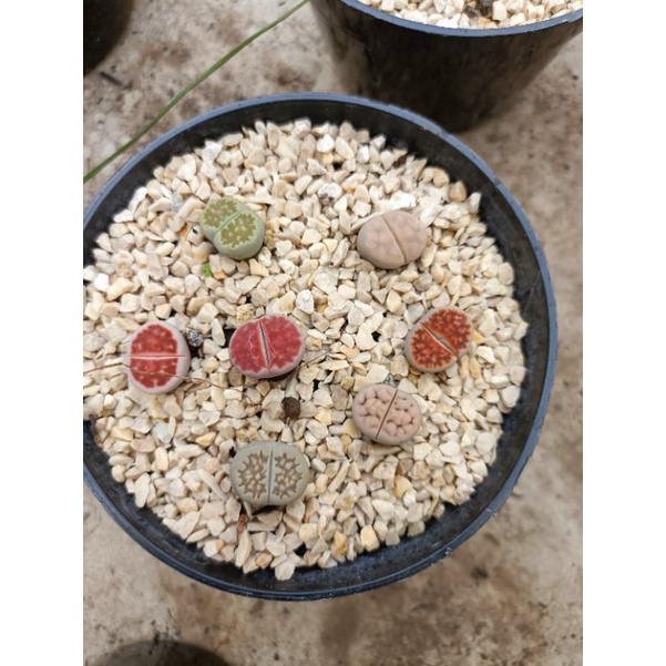 Lithops cactus kaktus kecil premium import
