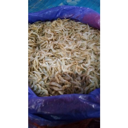 

udangrebon