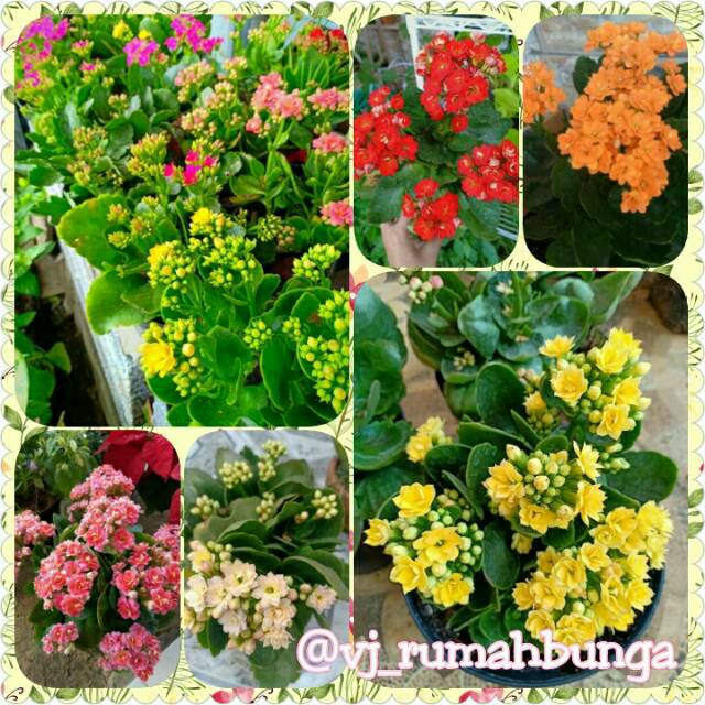 Bunga Kalanchoe Bunga Cocor Bebek Shopee Indonesia