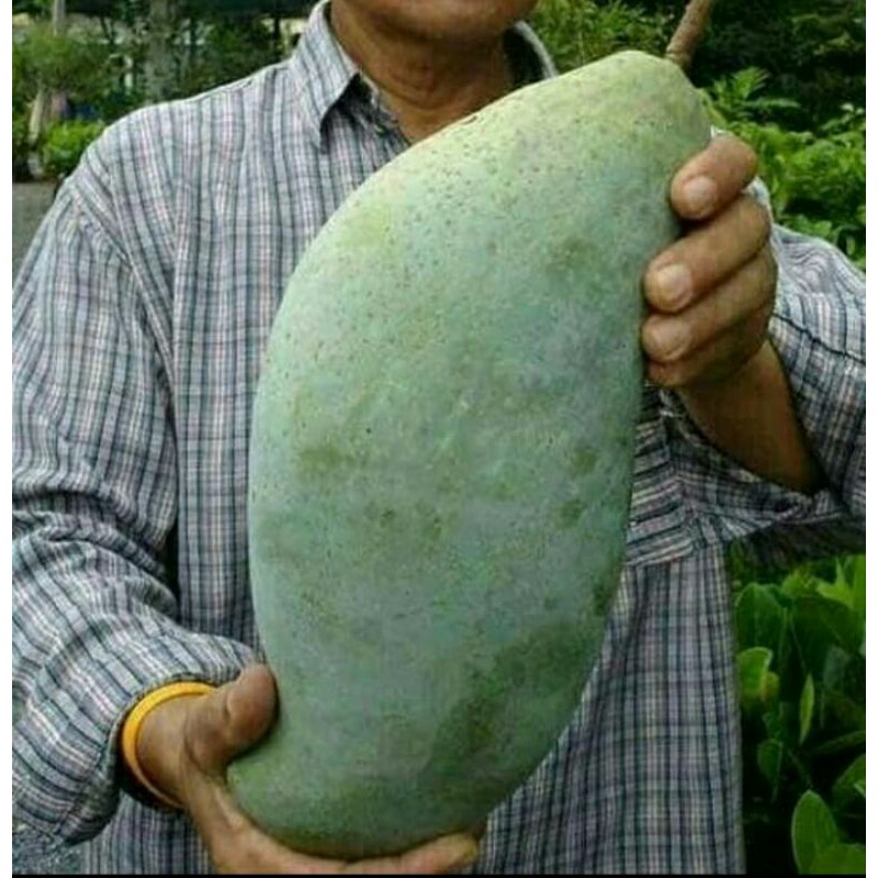 bibit mangga mahatir super