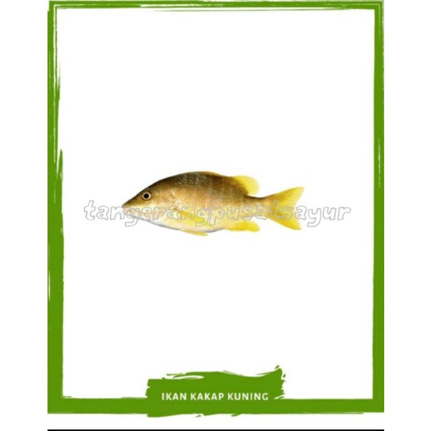 

Ikan Kakap Kuning / Ikan Segar