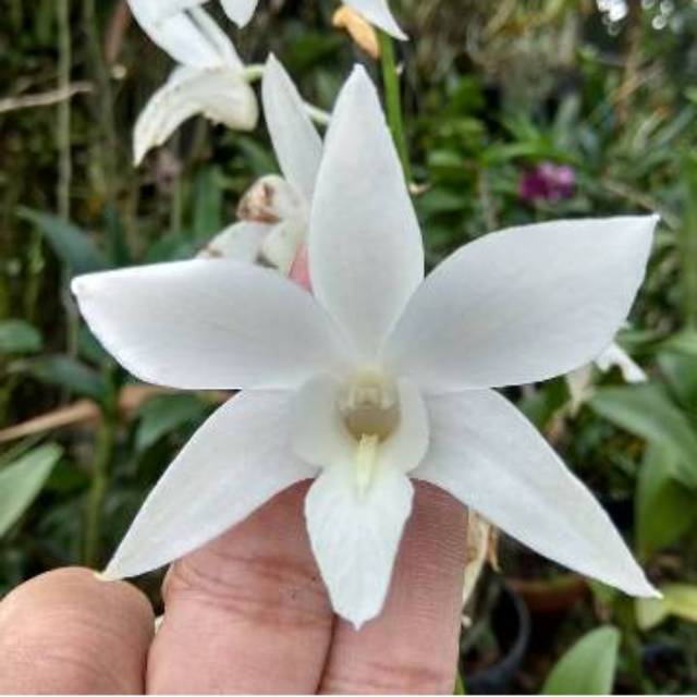 Anggrek Dendrobium White Grace