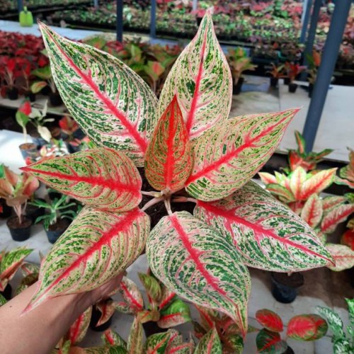 PROMO AGLONEMA LEGACY MERAH TANAMAN AGLONEMA SUPERR LEGACY MURAH MENOR