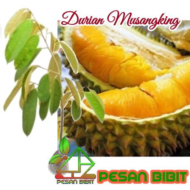BIBIT POHON DURIAN MUSANGKING ASLI