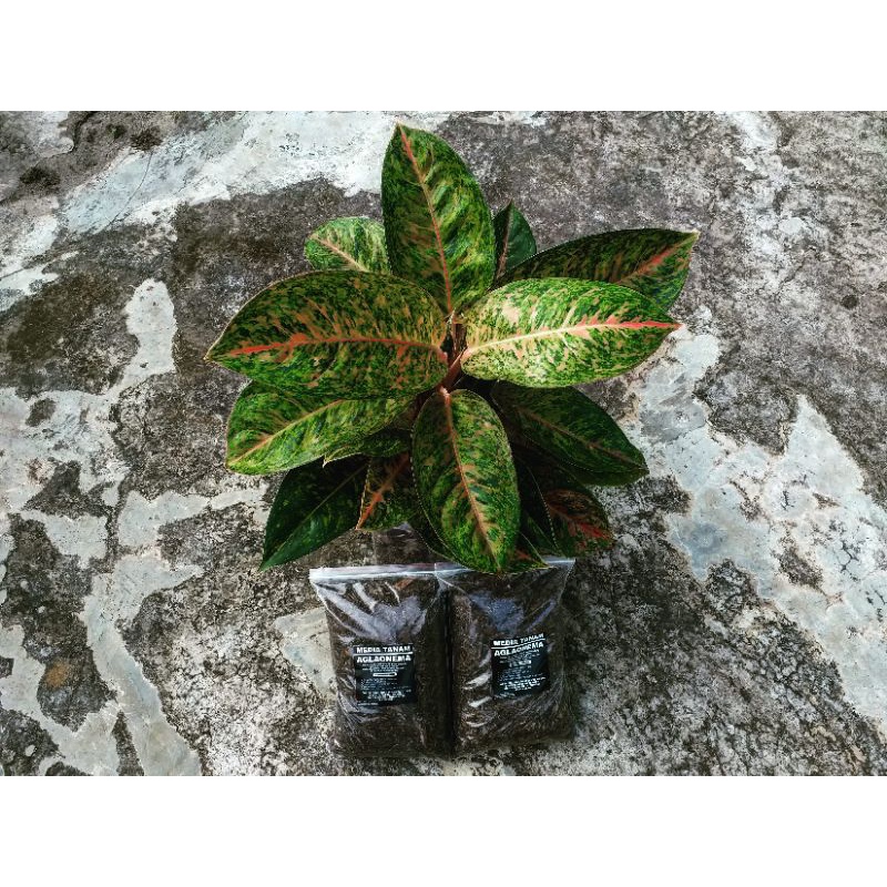 media tanam aglaonema