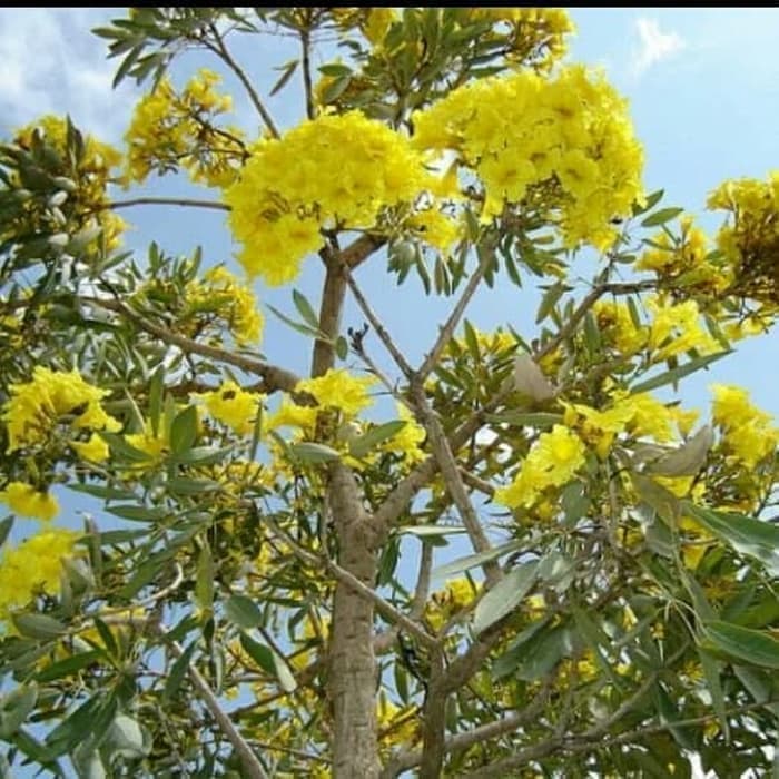 tanaman hias tabebuya kuning pohon tabebuya kuning