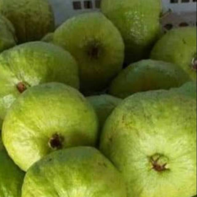 

Jambu kristal