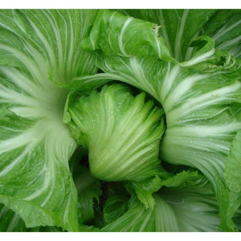 Benih Sawi Pahit Head Mustard - Benih Sayur