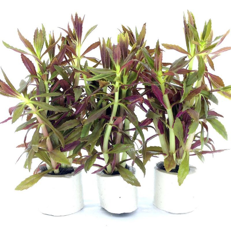 Tanaman aquascape aromatica