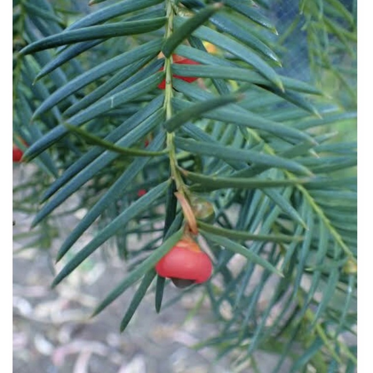 Taxus sumatrana