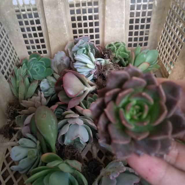 Paket tanaman kaktus sukulen 30pcs (tanaman saja) 1kg
