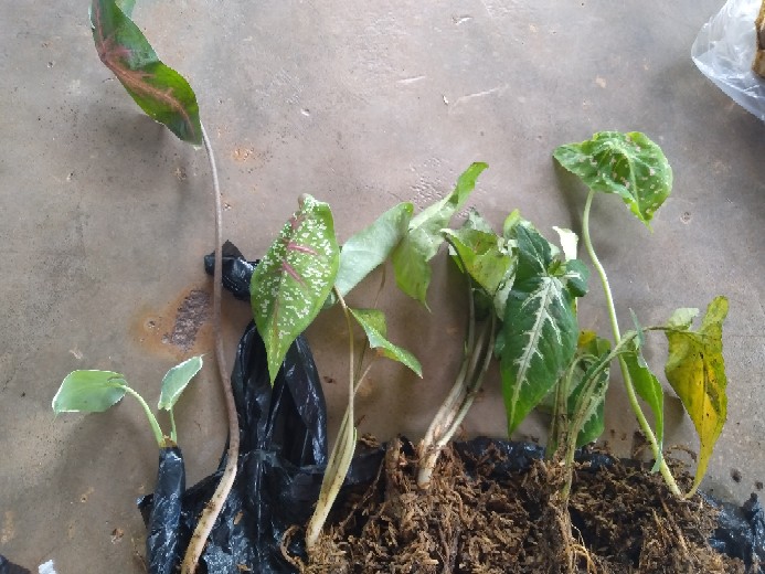 Keladi Kantong Semar Tanaman Hias