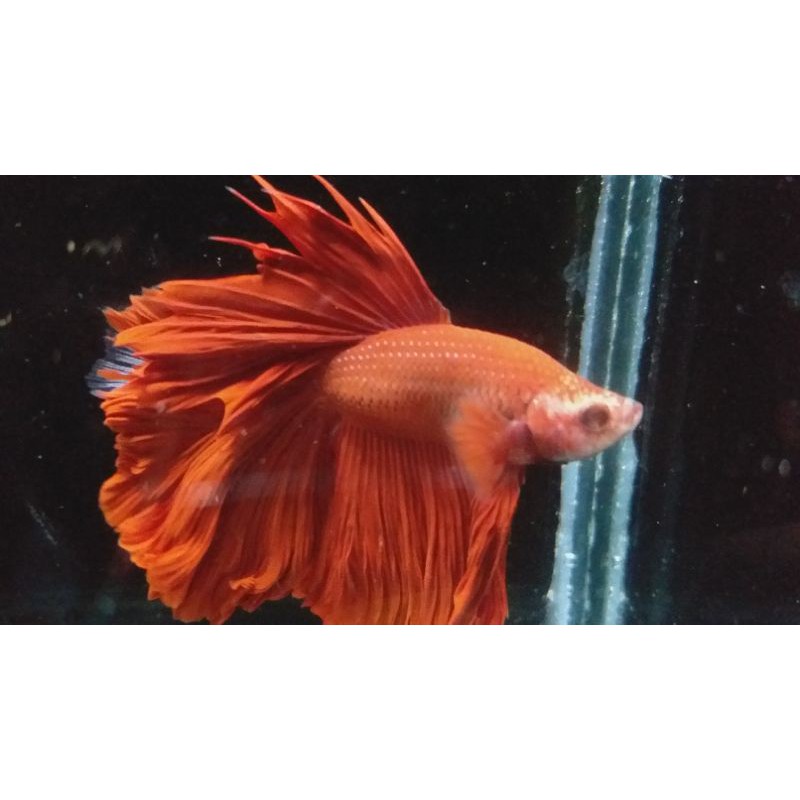 Ikan Cupang Hias Halfmoon Super Red