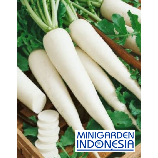 Jual 30 Benih Lobak Unggul Bibit Tanaman Sayur Sayuran Shopee Indonesia