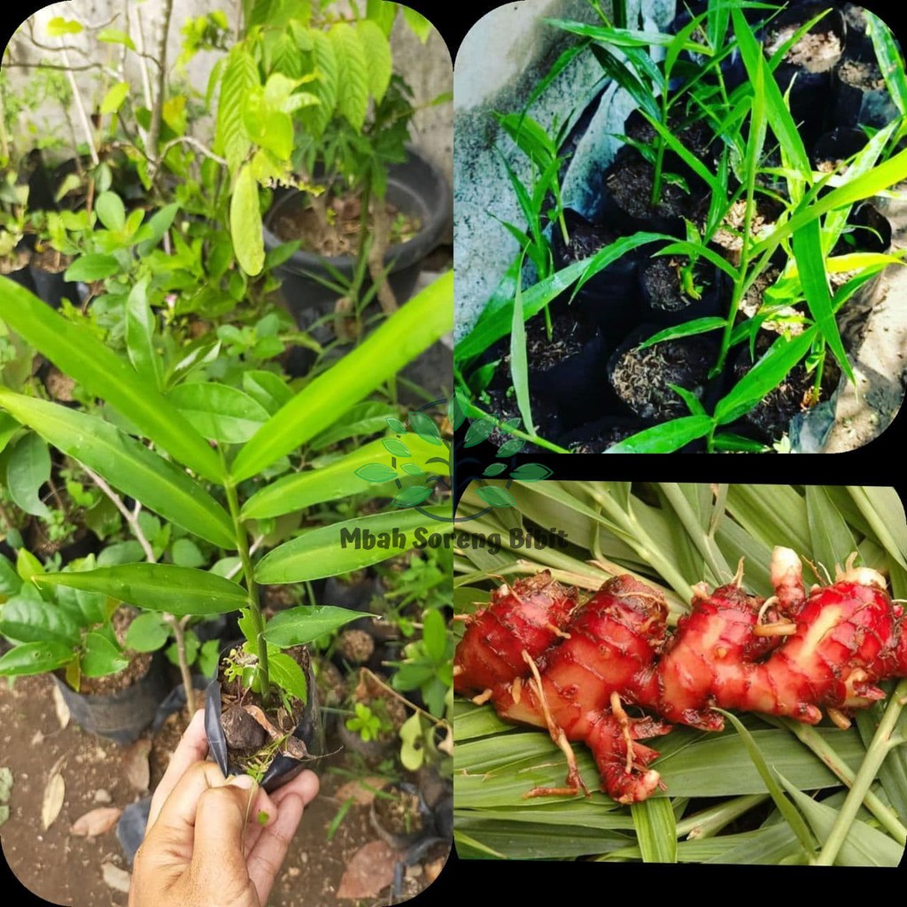 Bibit Jahe Merah - Jahe Merah Unggul - Bibit Tanaman Herbal