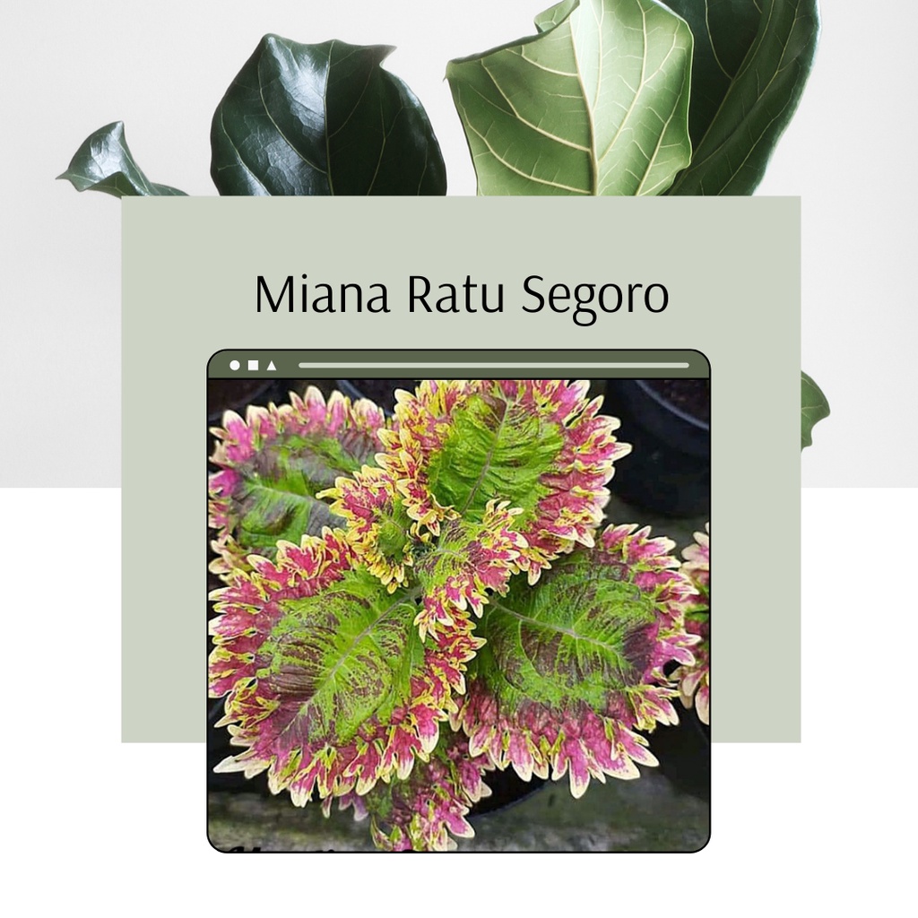 Tanaman Hias Miana Tanaman Miana Ratu Segoro Miana Premium Ratu Segoro