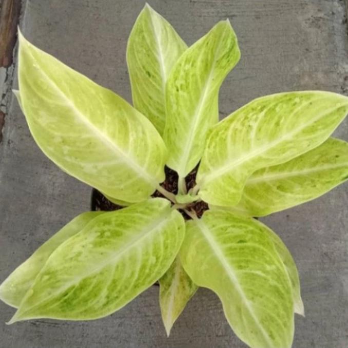 Promo aglonema sundrop Murah BIG SALE