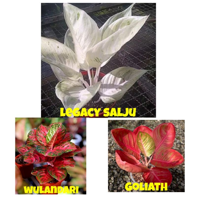 paket hemat bibit aglonema legacy salju Wulandari dan goliath