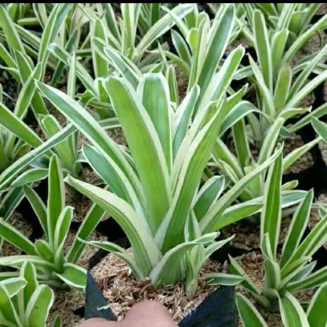 Tanaman Hias Bromelia Variegata - BakulKembang