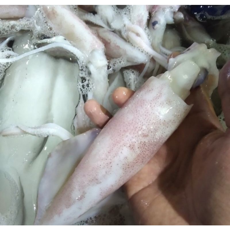 

Cumi Sero Size Besar Fresh 1kg