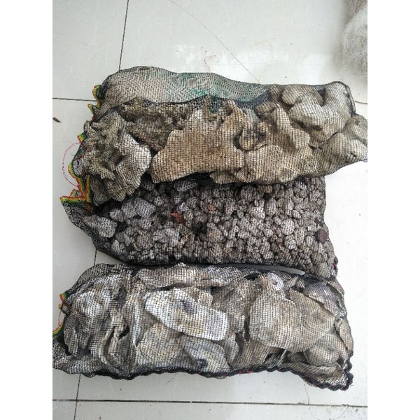 jaring bekas nelayan batu apung kerang oyster karang jahe media filter kolam dan akuarium ikan koi p