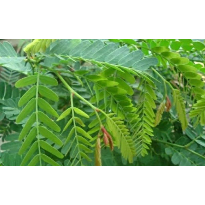 

DAUN ASAM JAWA SEGAR 1KG