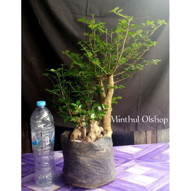 Bonsai serut/bahan bosai serut gaya raft real pict akar full