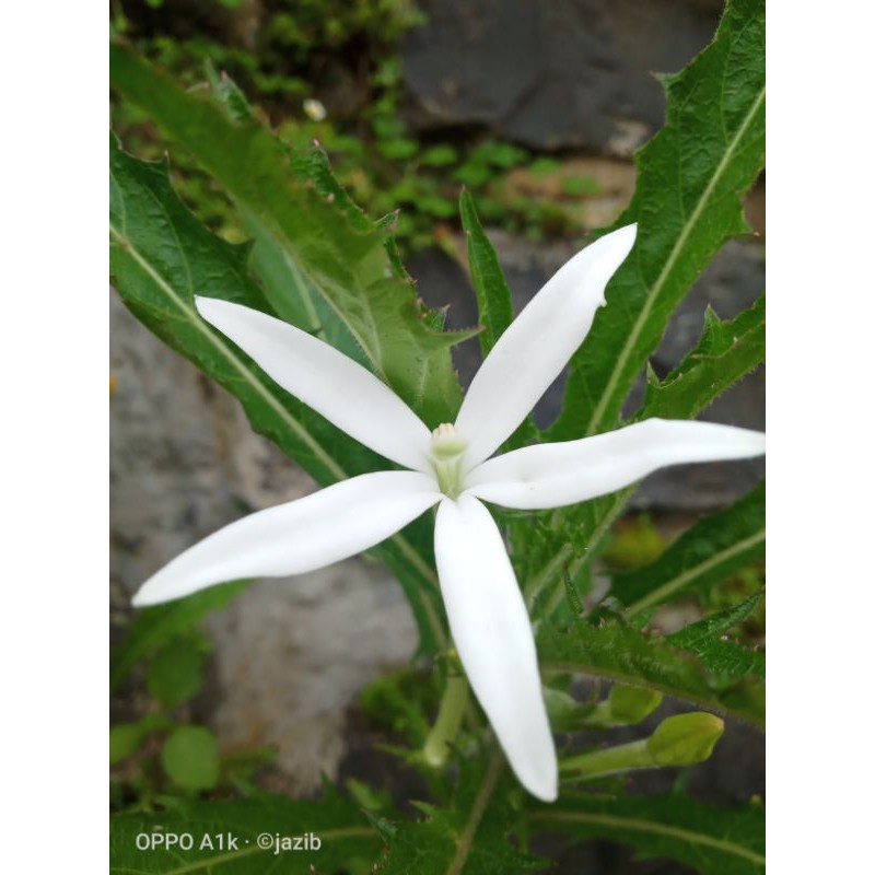 bunga kitolod/pohon/bunga tetes mata