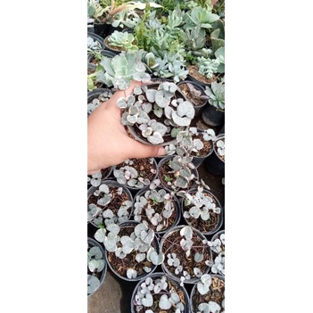 string of heart varigata daun tebal