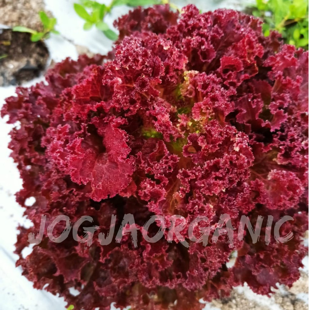 

[SAKHARA SHOP] SELADA MERAH LOLOROSA ORGANIK MERAH PEKAT (300 Gram)
