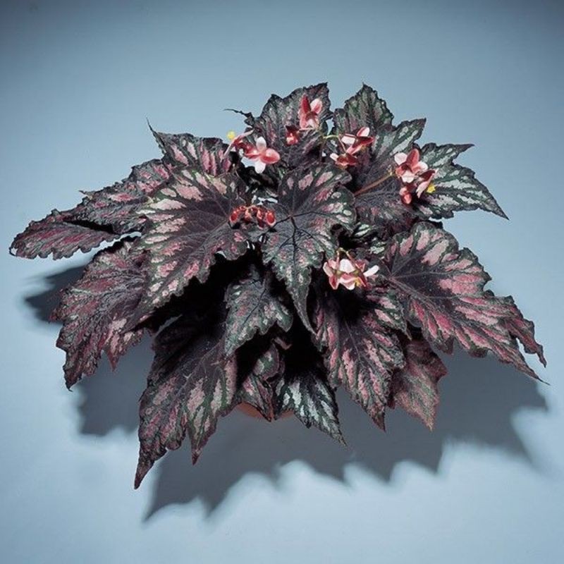 BEGONIA REX BLACK HIBRID