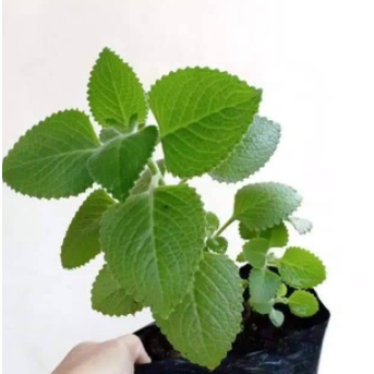 Bibit Jinten Hitam Tinggi 30cm Bibit Jintan Hitam