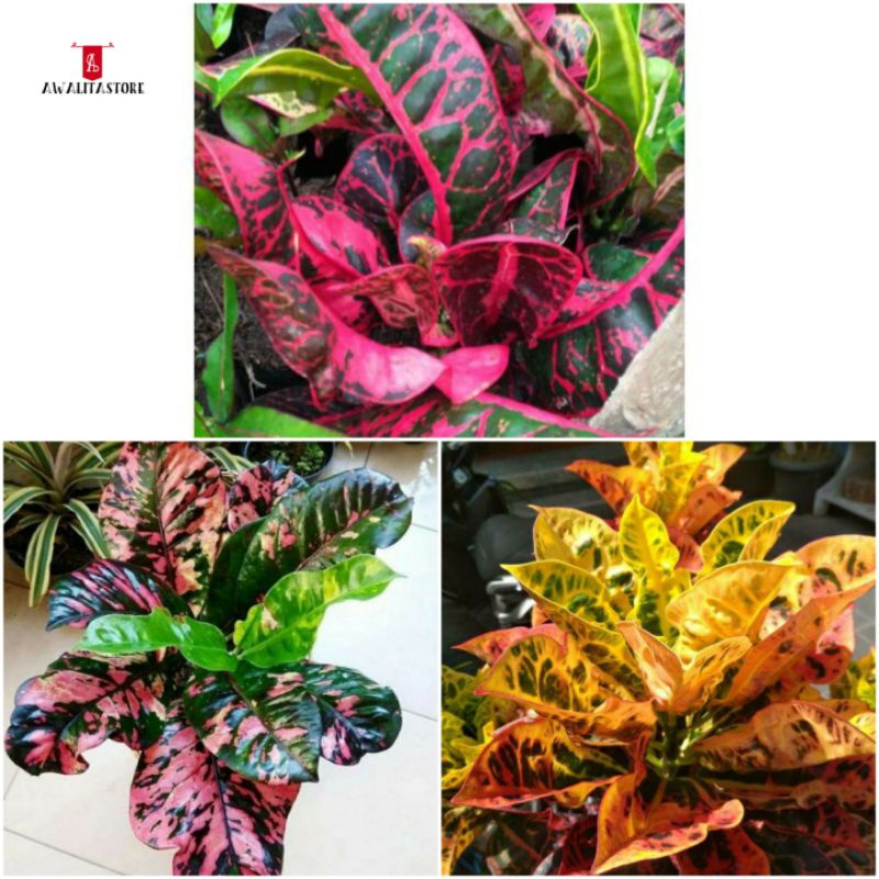 paket koleksi 3 in 1( puring kura-kura,kirana merah,puring oscar)