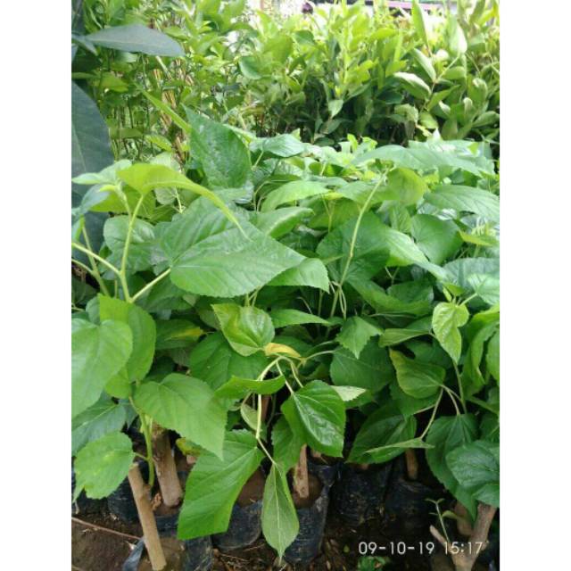 Obral Bibit tanaman buah long murbei