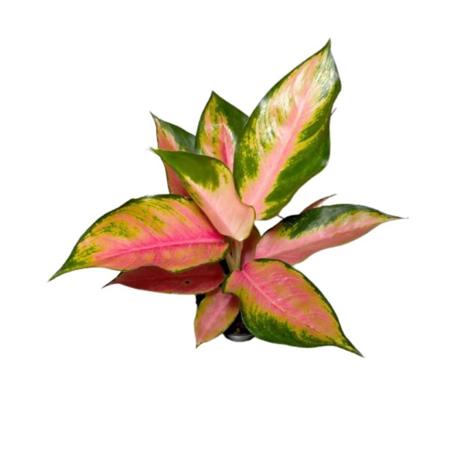 Aglonema kochin kuning