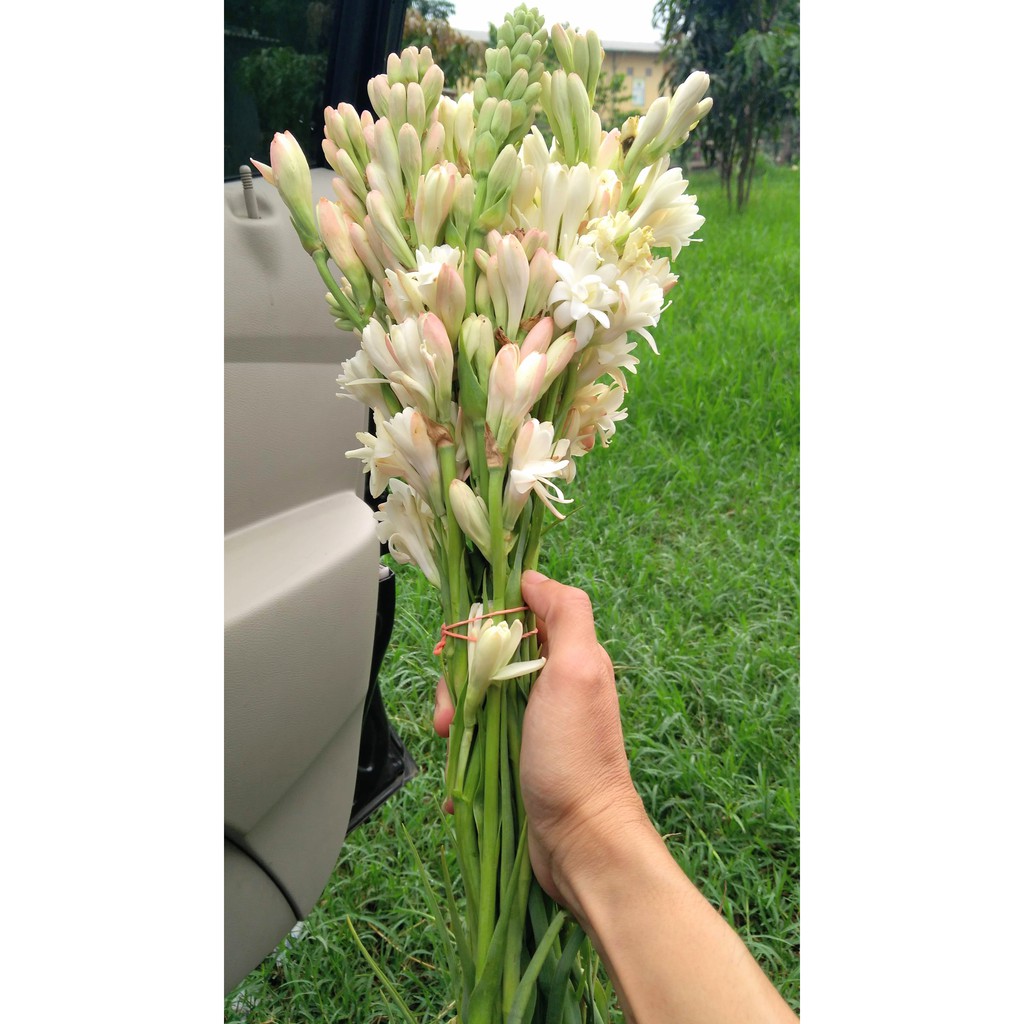 Bunga Sedap Malam Wangi Segar Bunga Tangkai Asli