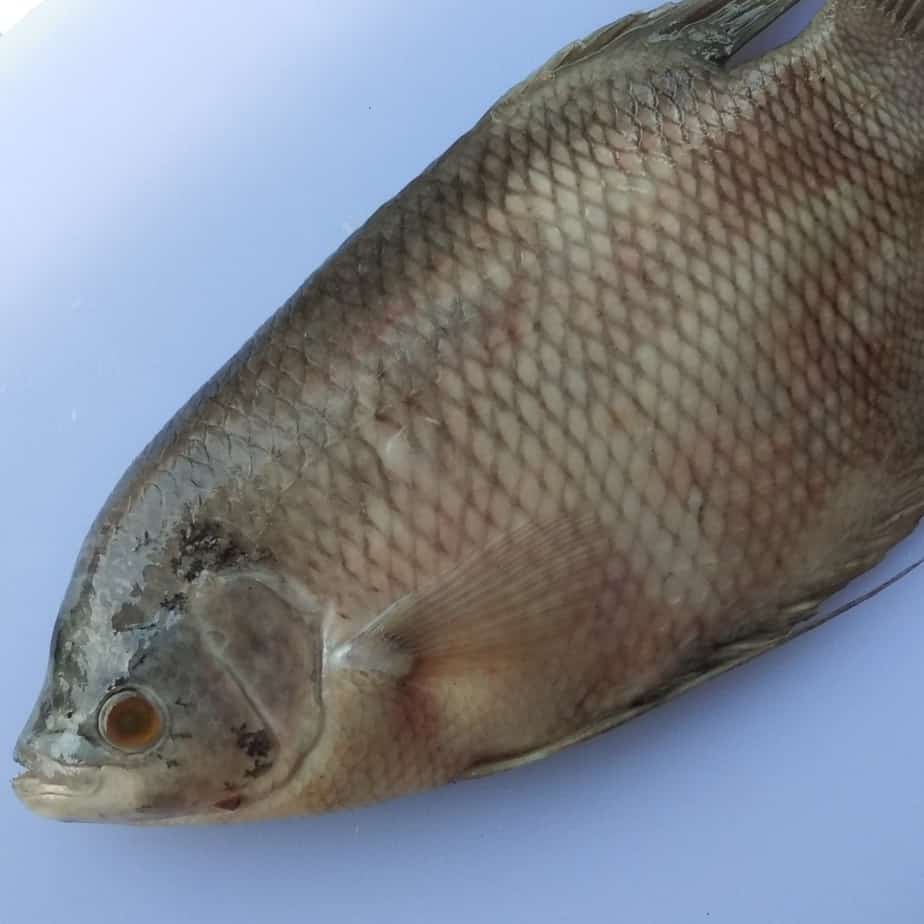 

Ikan gurame 1kg