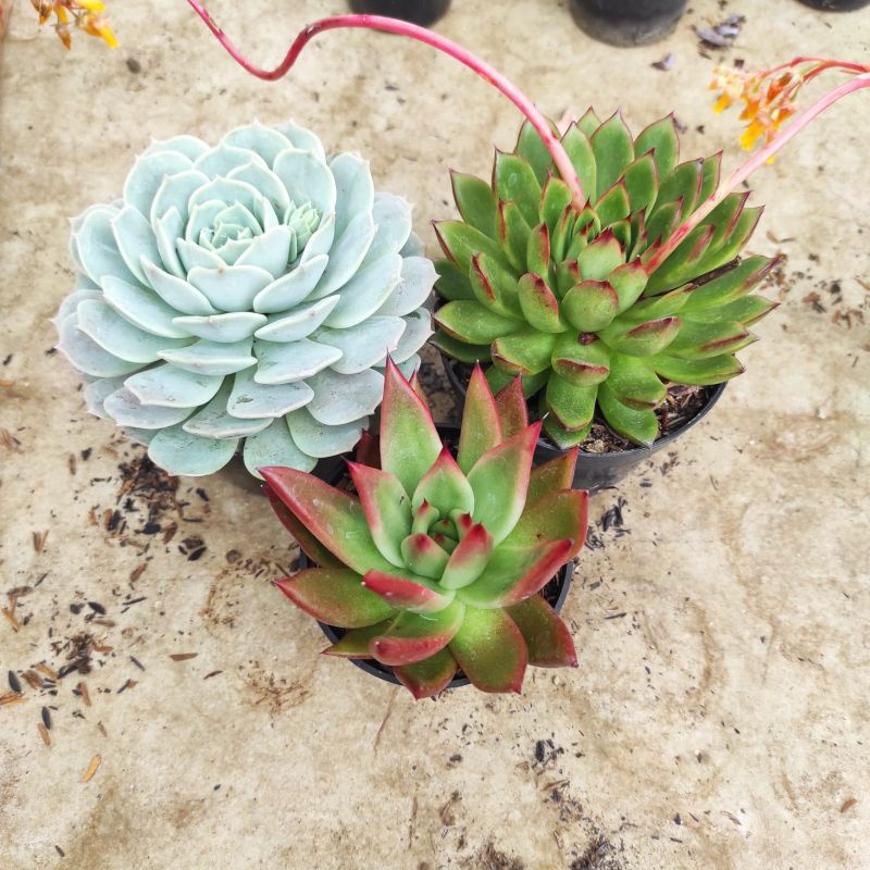 paket sukulen jumbo import isi 3