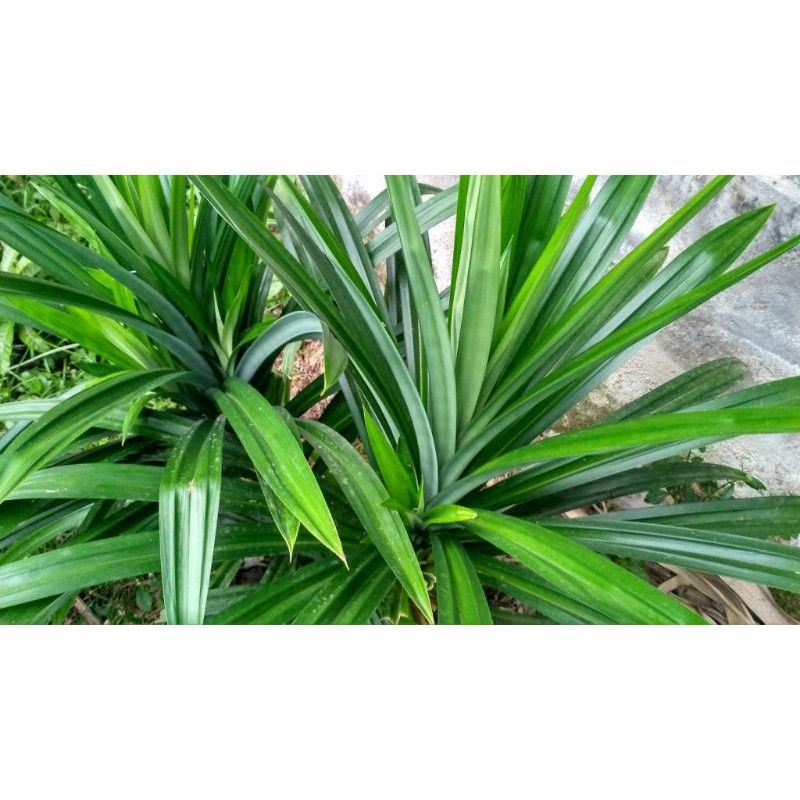 

DAUN PANDAN PERBIJI LANGSUNG PETIK FREES