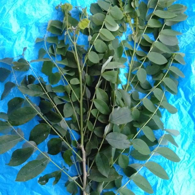 Daun gamal / kalikiria/ kihujan segar kaya manfaat