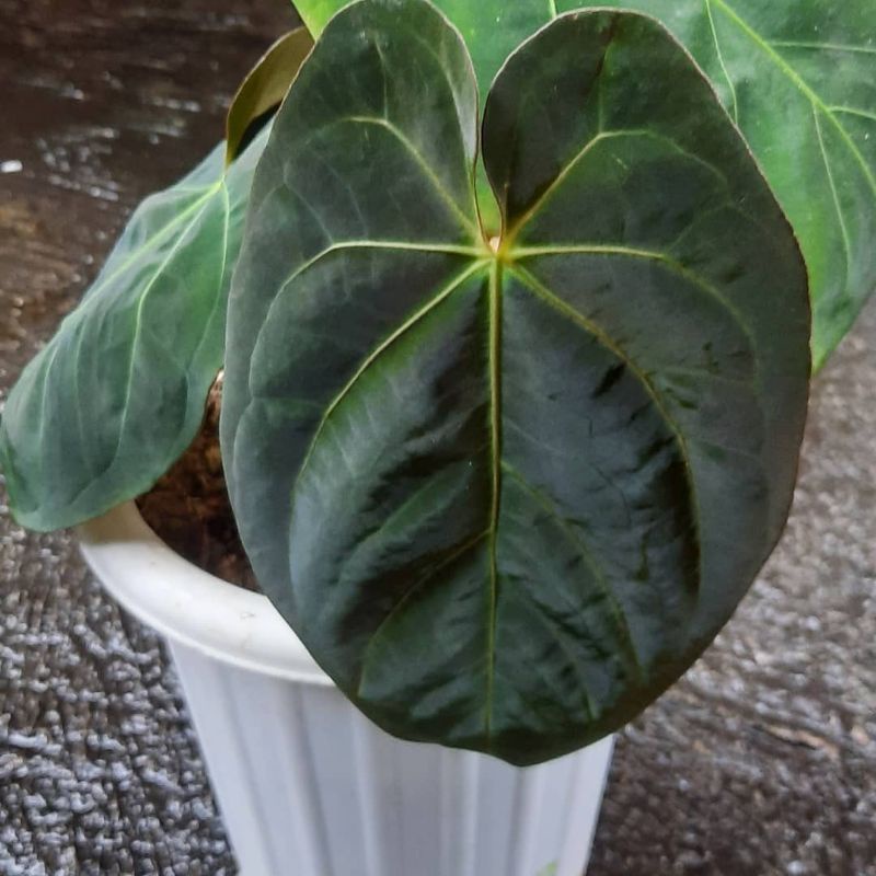 Anthurium Dresleri  drak from Anturium i Dreslerri Kuping Gajah Magnificum hitam Bulat
