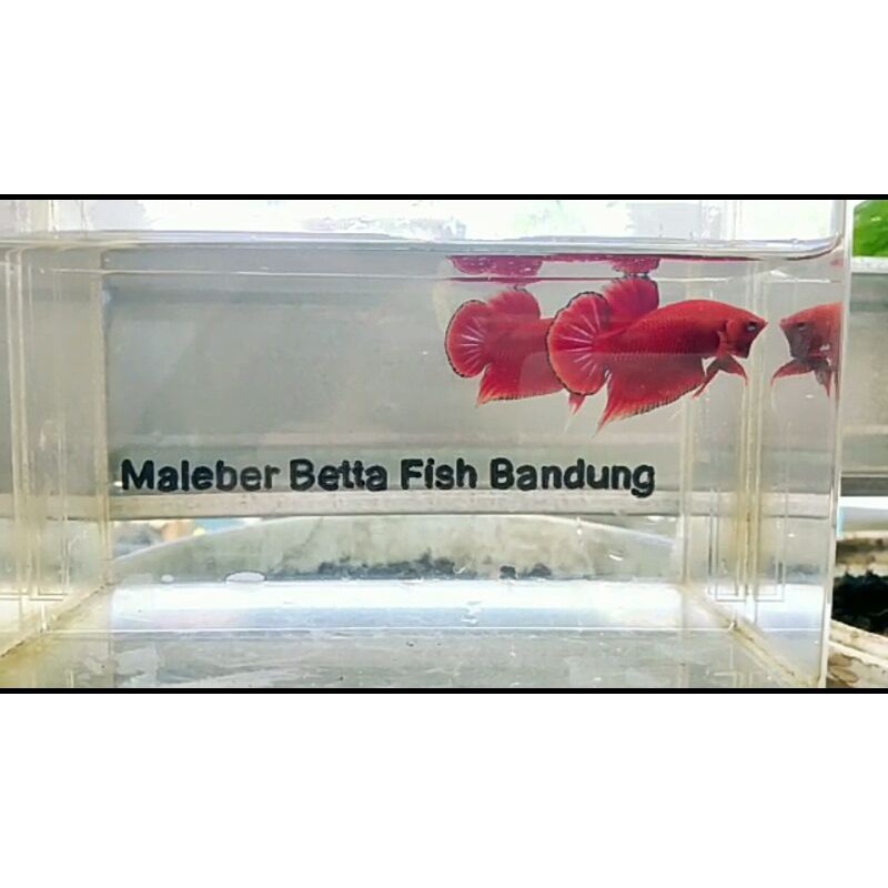 cupang Super red Solid (bagan api - aduan merah)