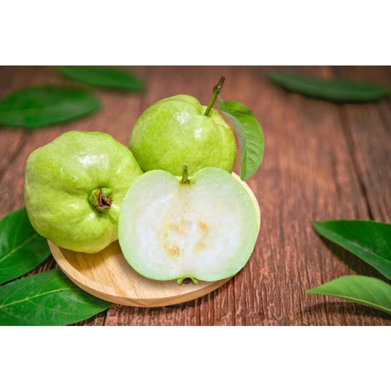 

PROMO JAMBU KRISTAL GURIH