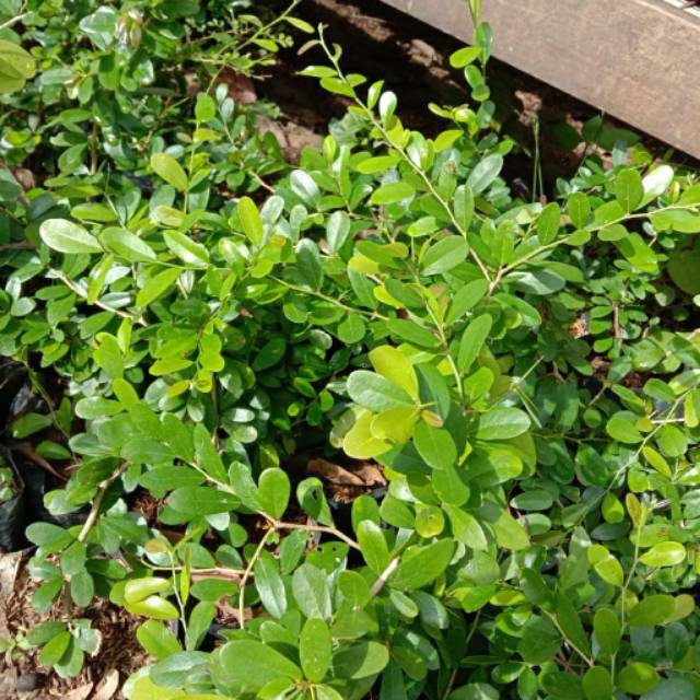 TANAMAN BAHAN BONSAI SAENG SIMBUR ASLI MICRO/MIKRO