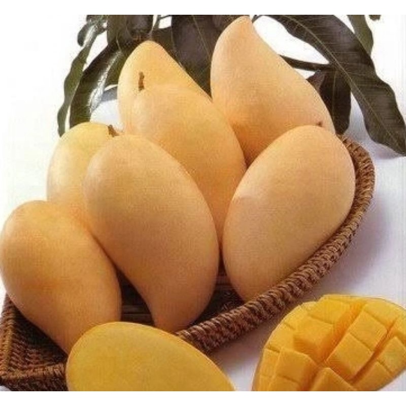 BIBIT MANGGA GOLDEN